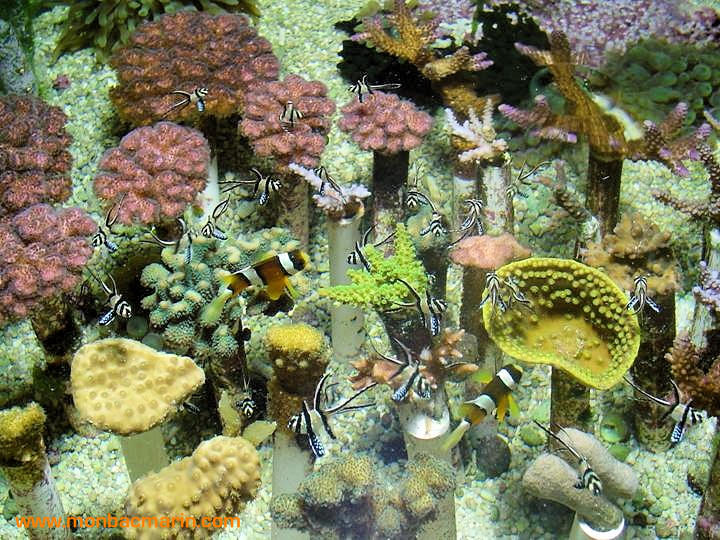 Boutures de coraux durs