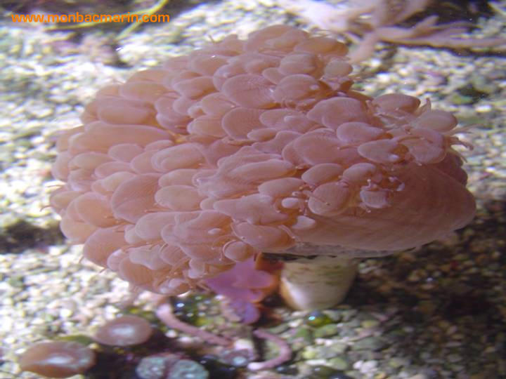 Bouture corail raisin