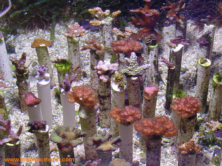 Boutures de coraux