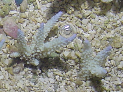 Bouture coraux de l'ïle Maurice