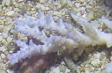 Bouture corail de l'ïle Maurice