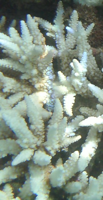 Corail blanchit de l'ïle Maurice