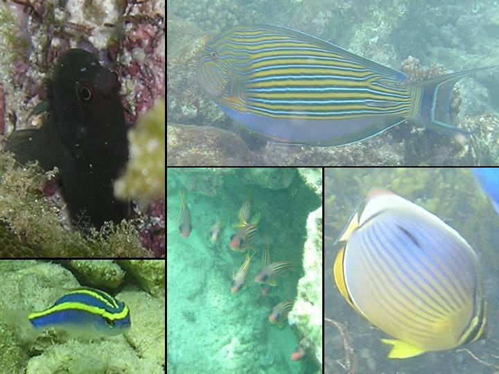 Espces de poissons des Seychelles