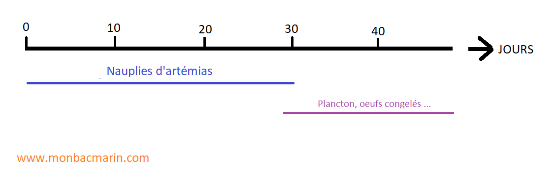 Planning d'alimentation des alevins de Ptérapogons Kaudernis