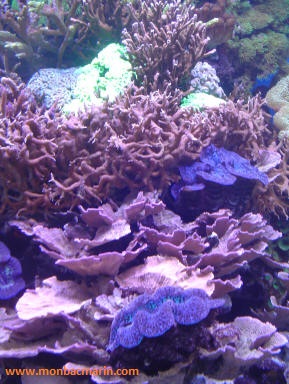 vue 3 de mon nouvel aquarium